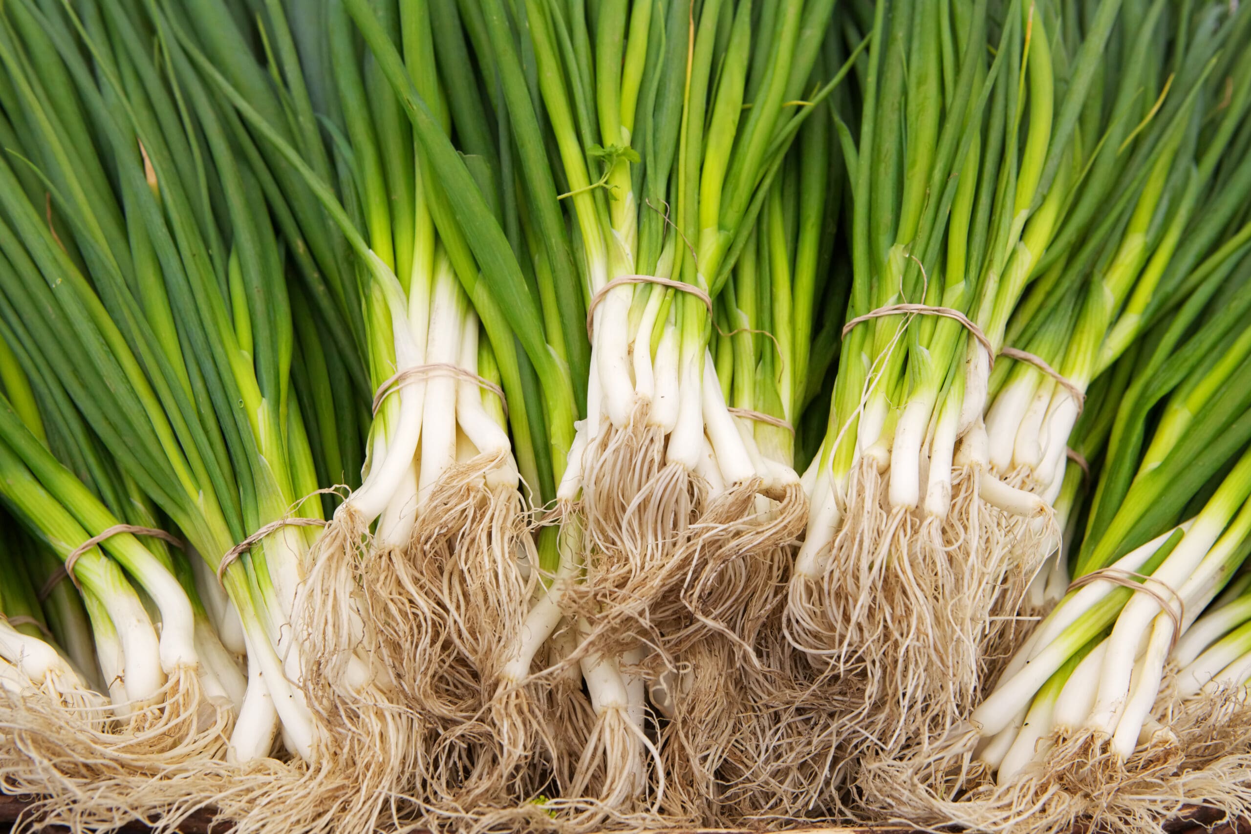 Real Food Encyclopedia Scallion Green Onion FoodPrint