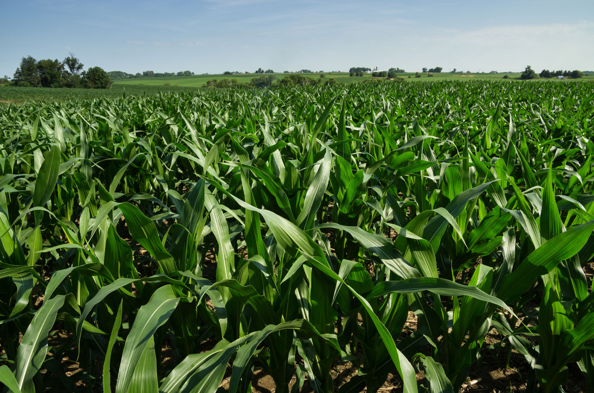 Iowa cornfield