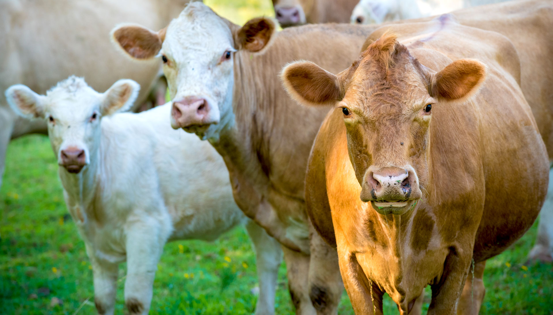 How Grassfed Beef Can Go Mainstream - FoodPrint