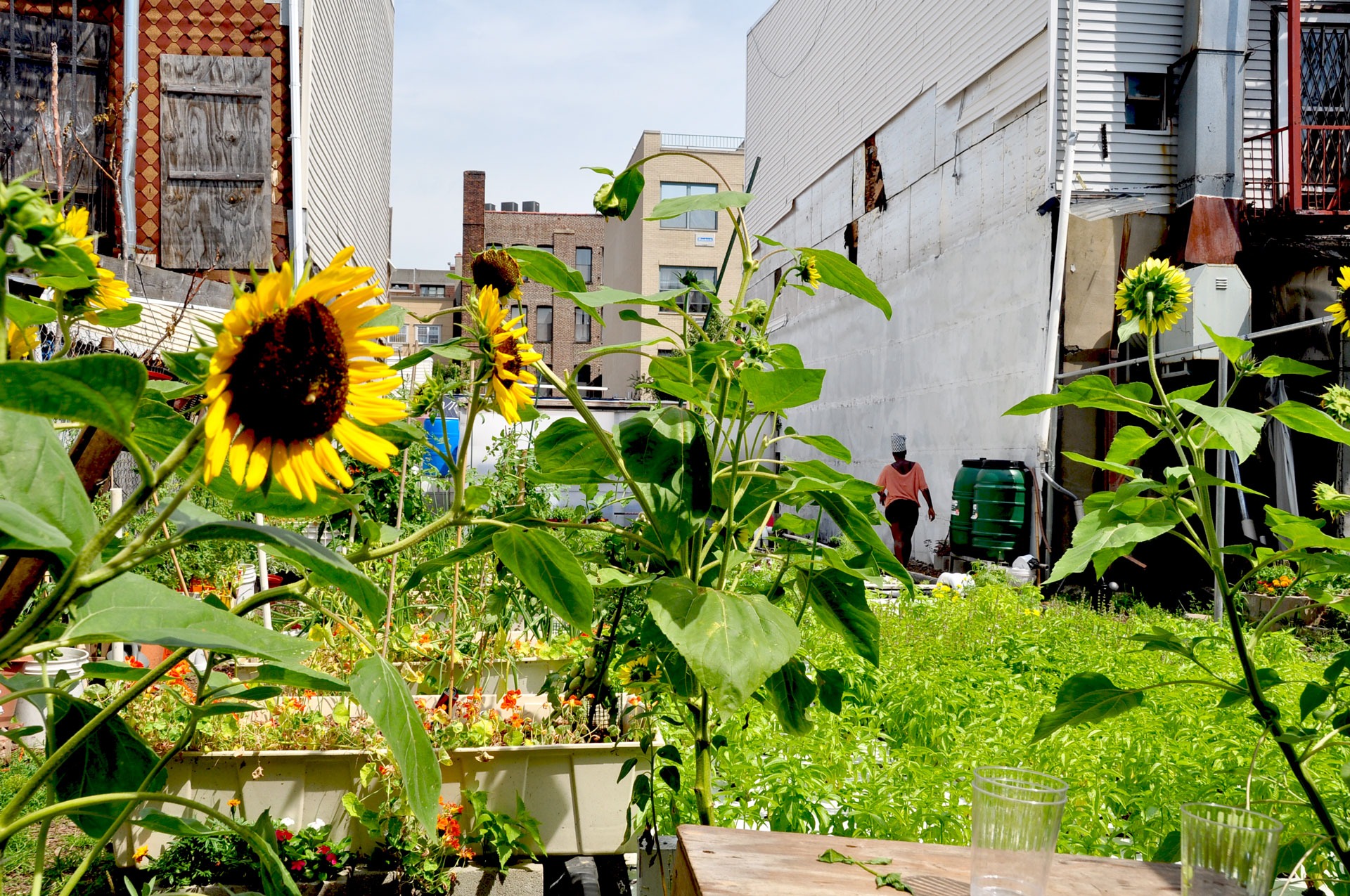 the future of aquaponics will bring more than farms to our