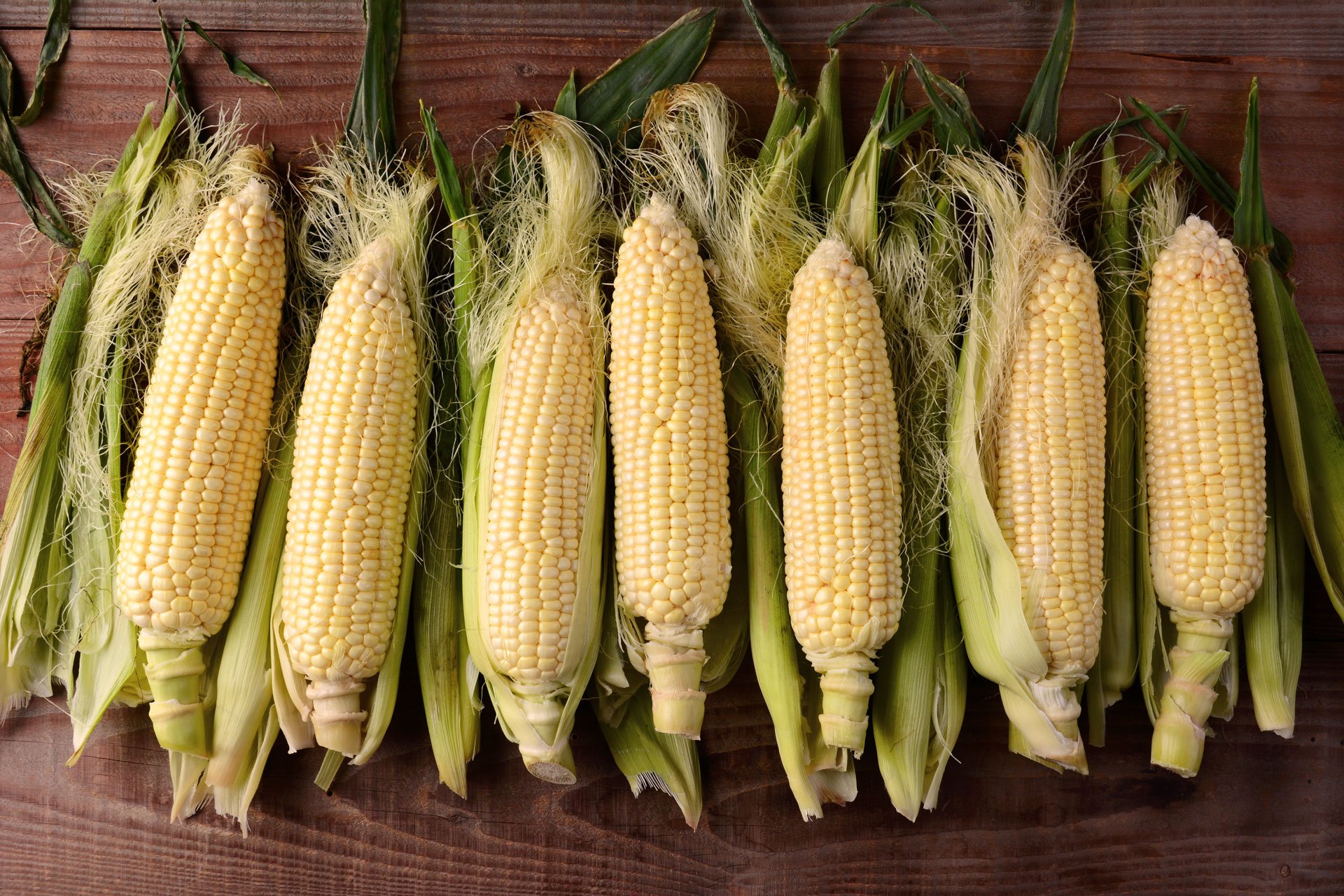 maize corn cob