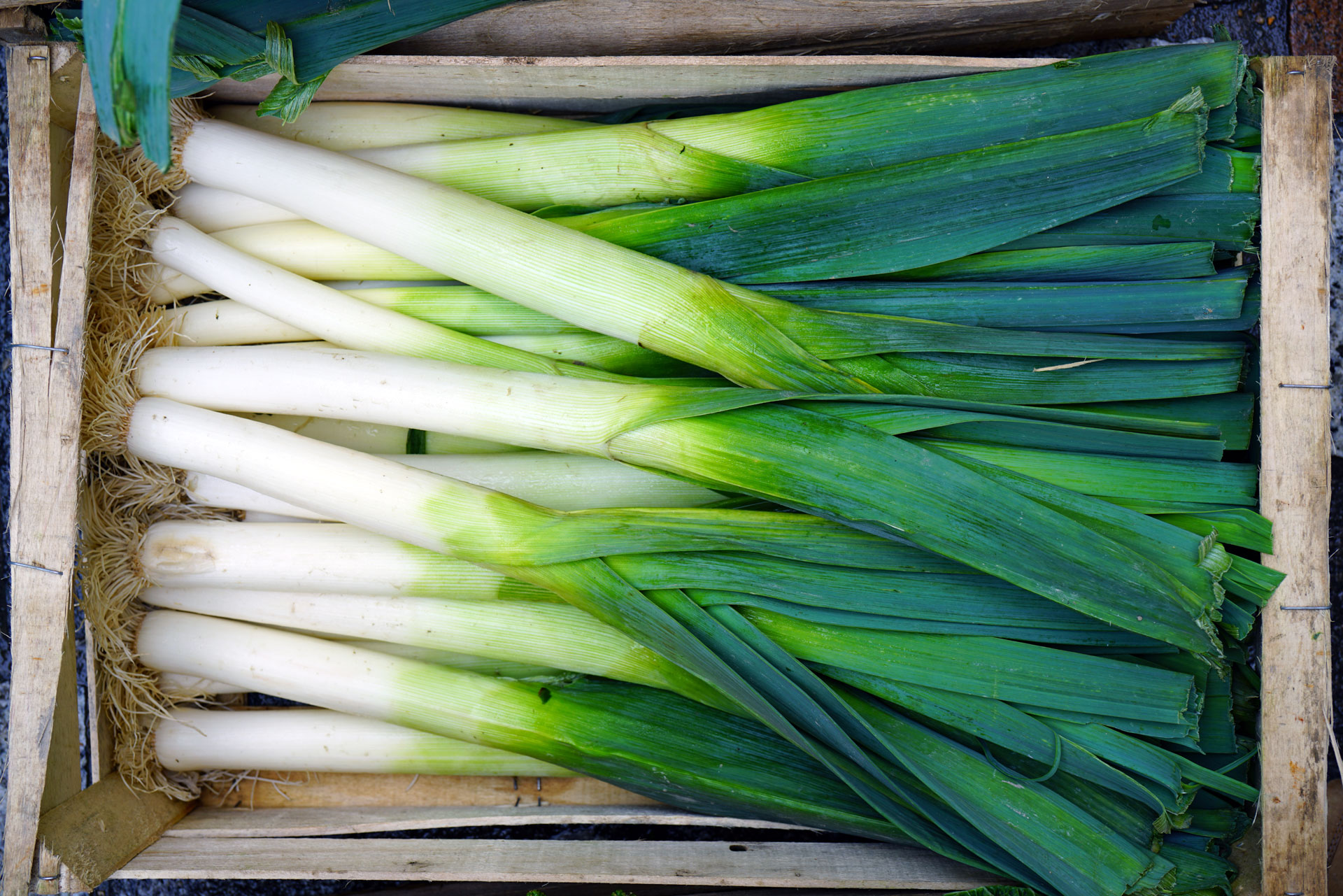 Leek Tops Scallion And Spring Onion Greens FoodPrint