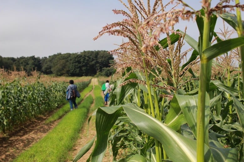 corn stalks on farm