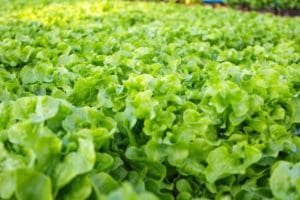 Lettuce
