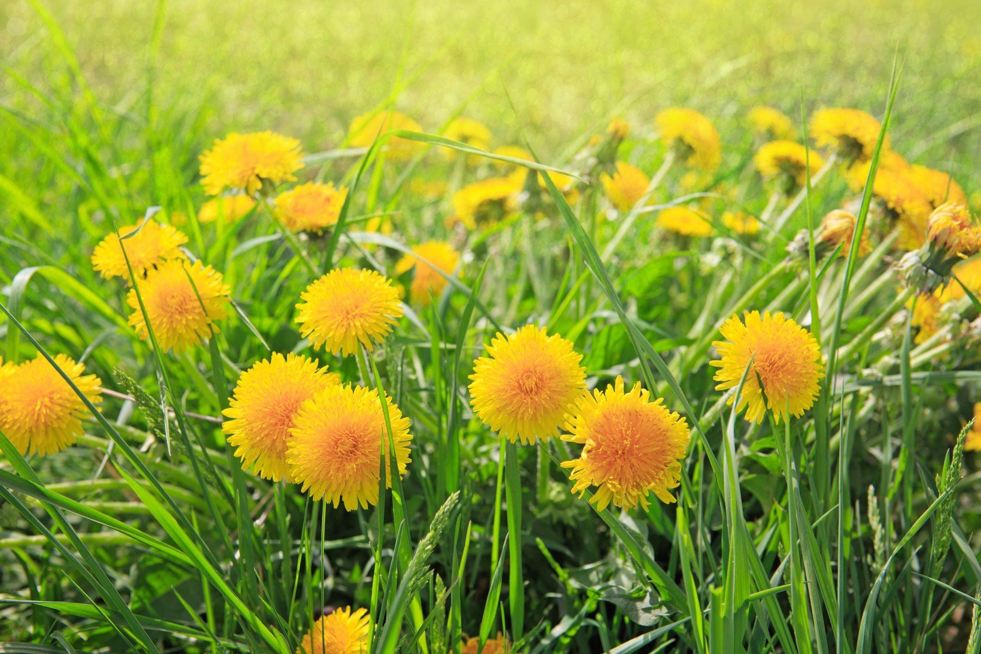 Best Way To Eat Dandelions at Forest Daniels blog