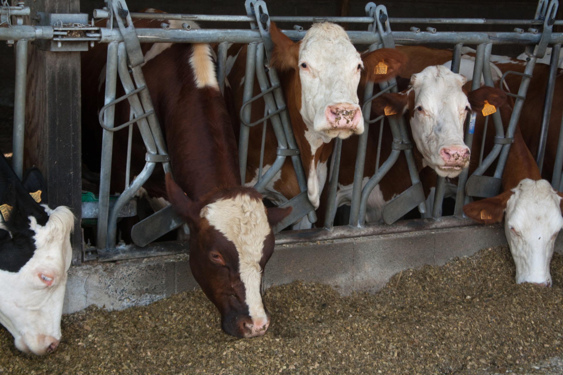 Raising Animals in an Industrial System FoodPrint