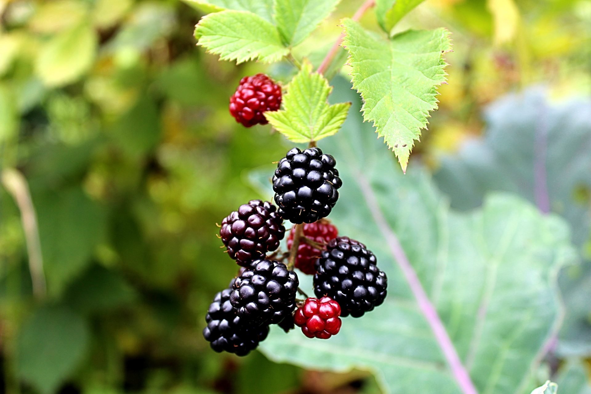 Real Food Encyclopedia - Blackberries, Raspberries, Brambles