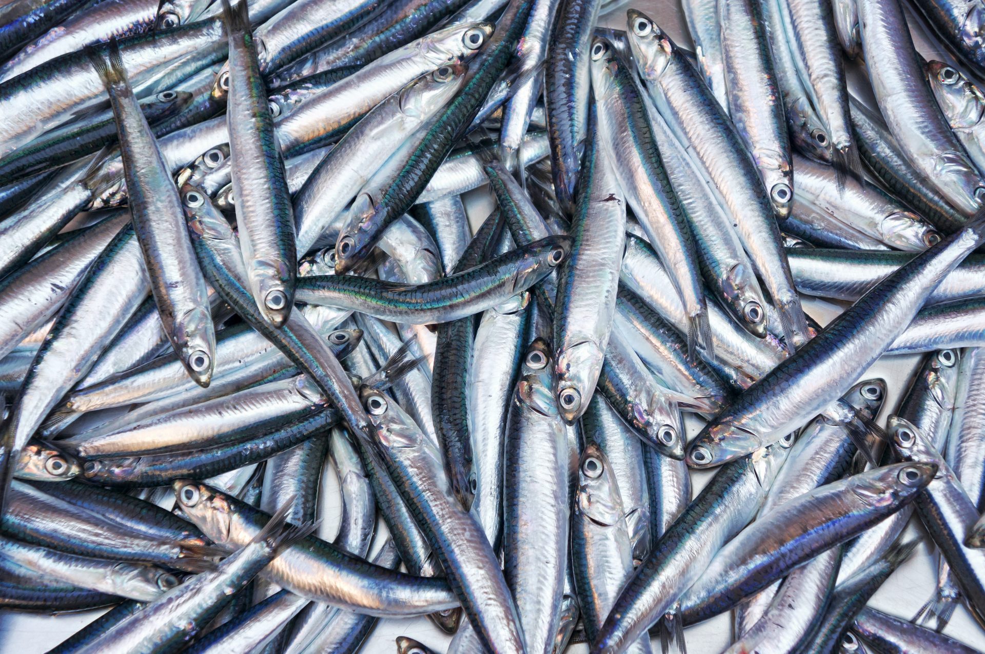 fresh anchovies are an example of sustainable seafood