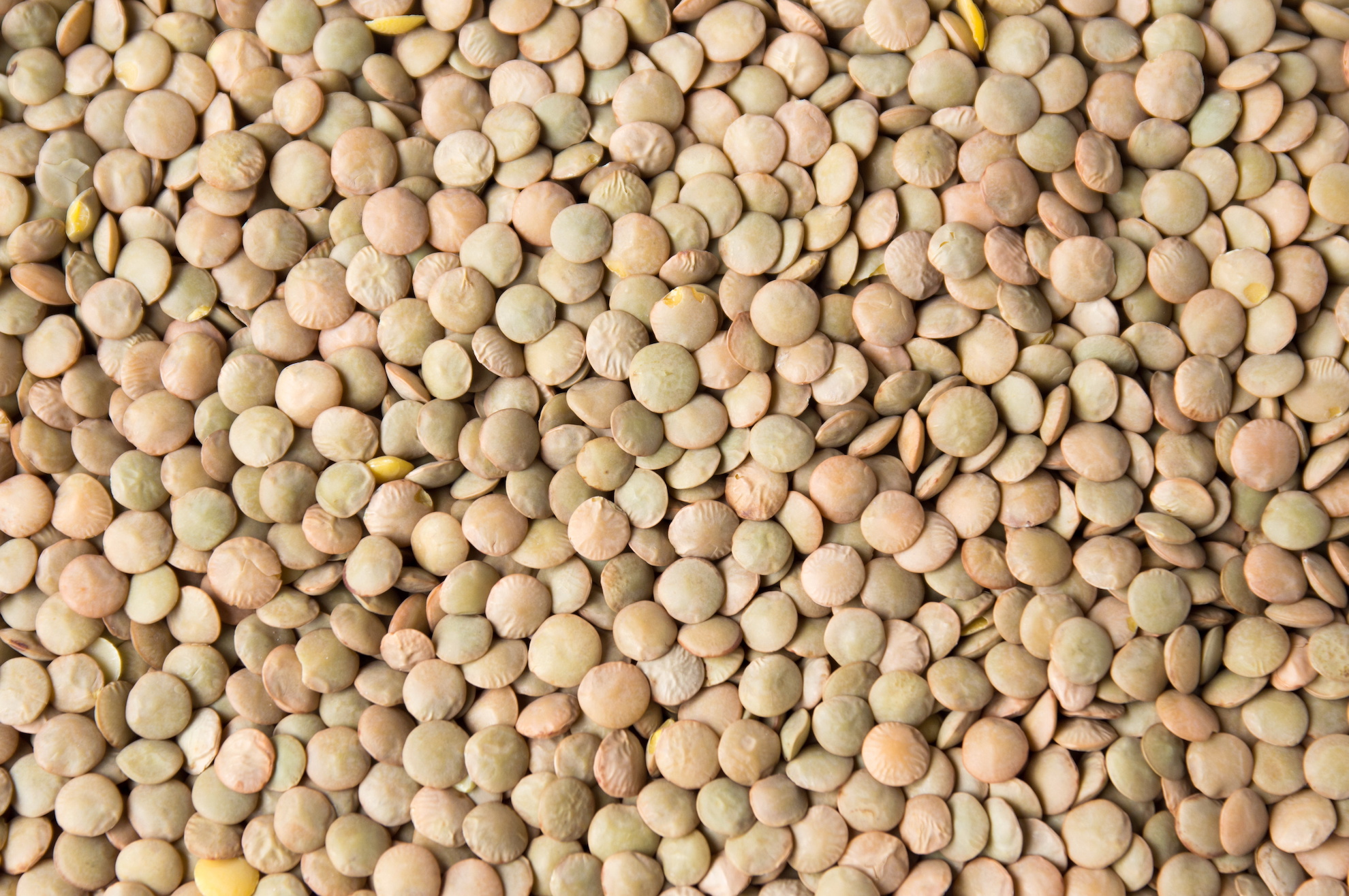 Real Food Encyclopedia - Lentils - FoodPrint