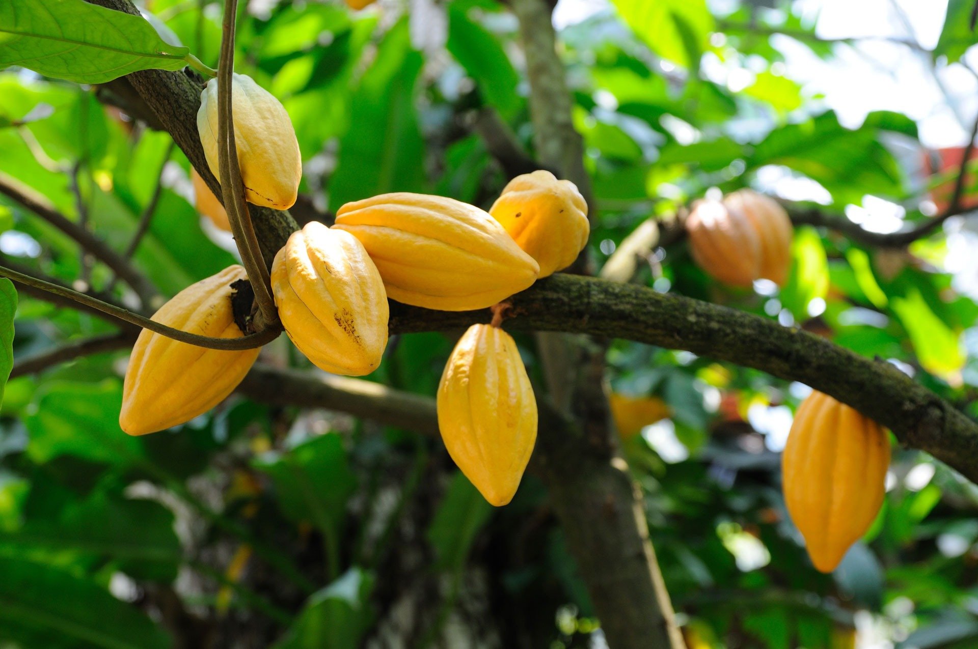 Cocoa pods