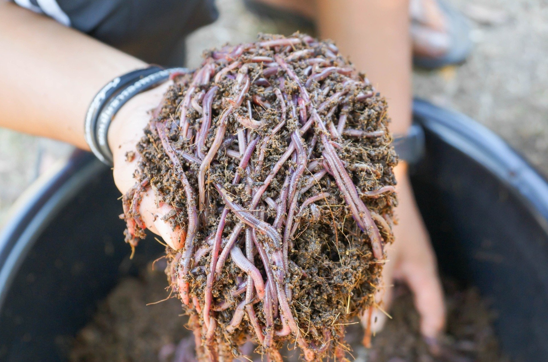 Your garden's magical ingredient: a worm bin