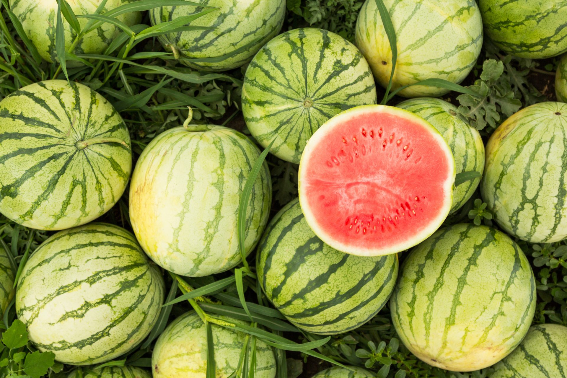 Are Watermelon Fruit Are Watermelon Fruit