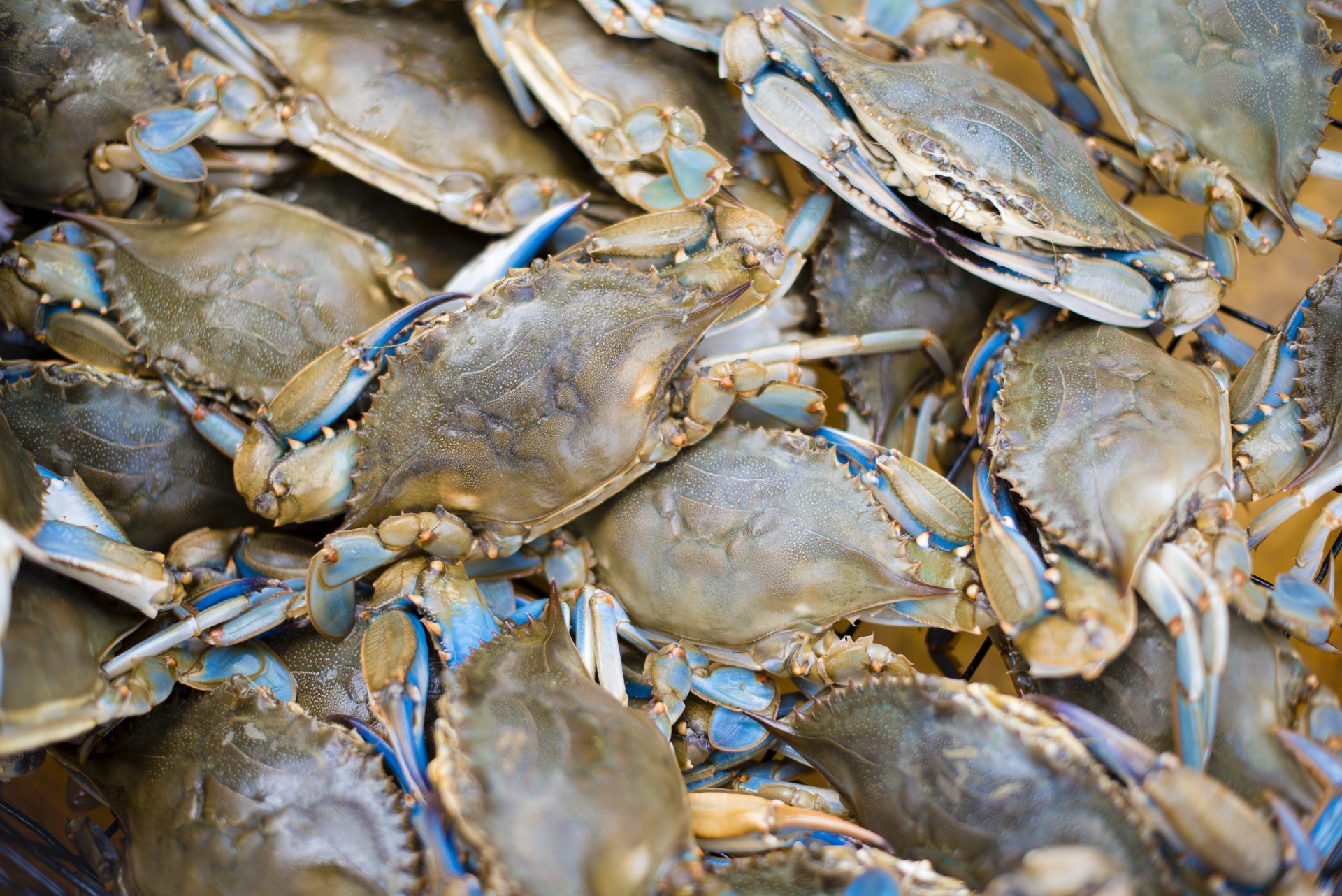 blue crab food