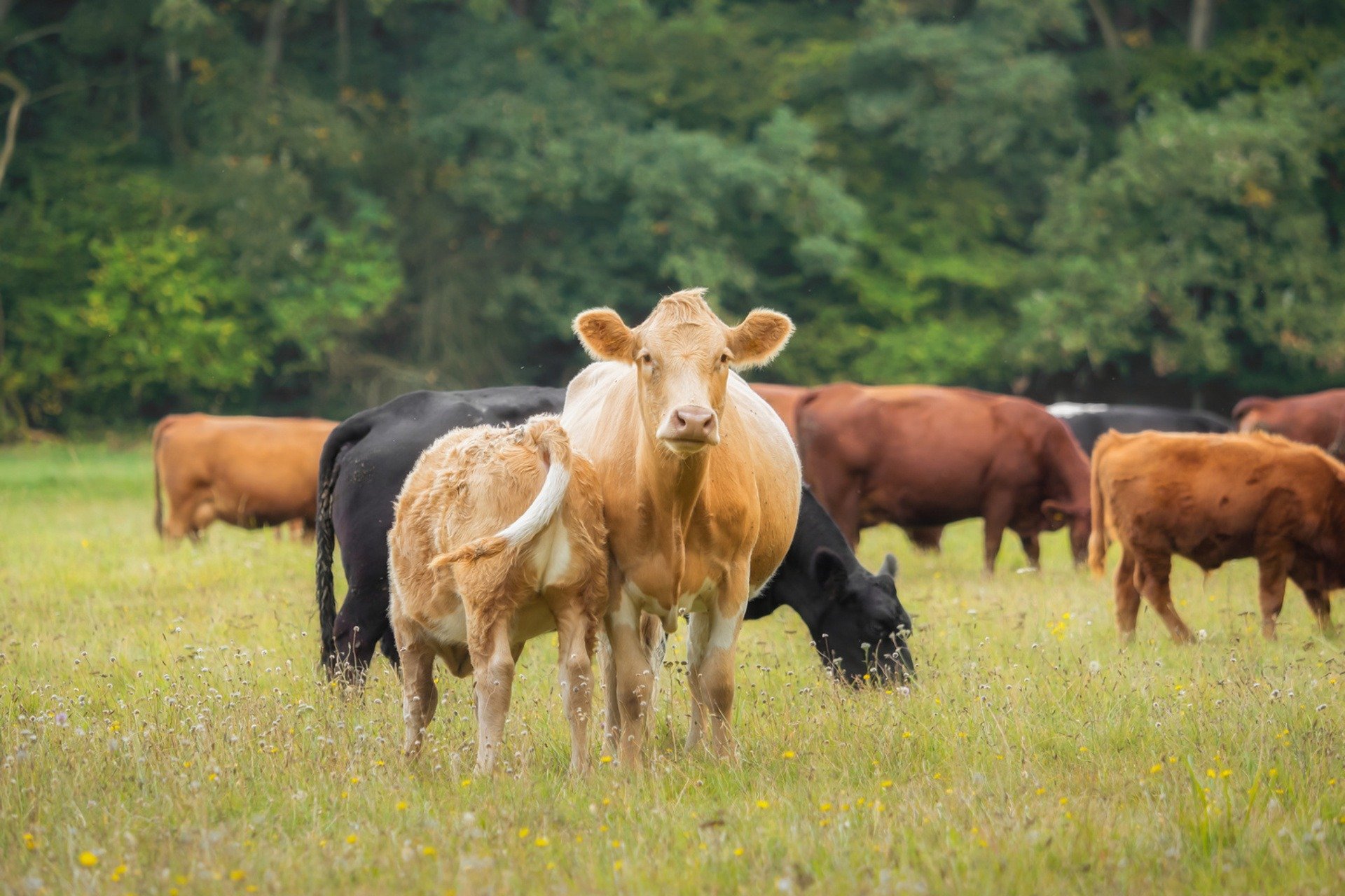 Sustainably raised cows