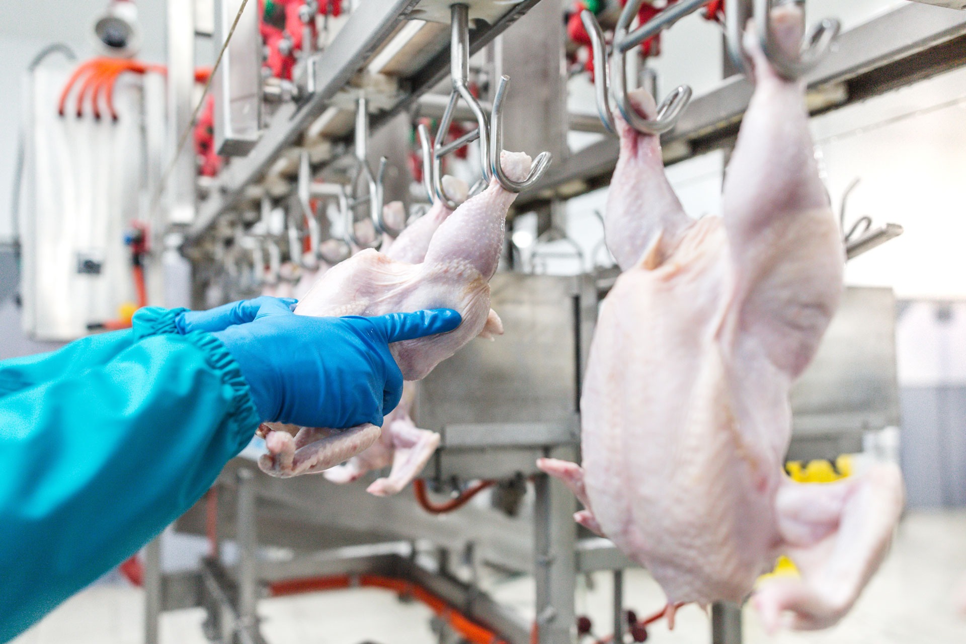 Worker in blue uniform holding hands chicken carcass suspended from the equipment