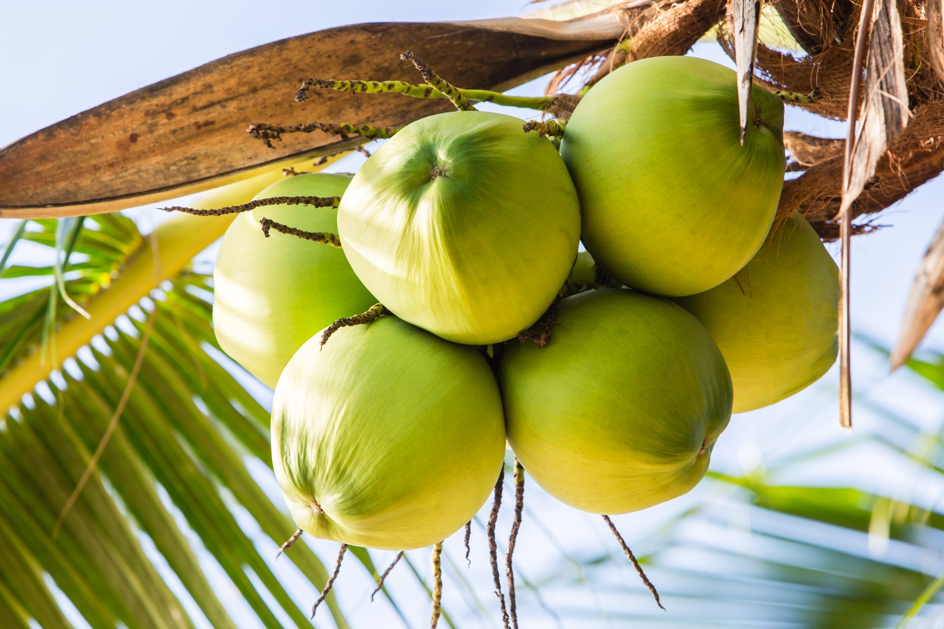 Real Food Encyclopedia Coconuts.