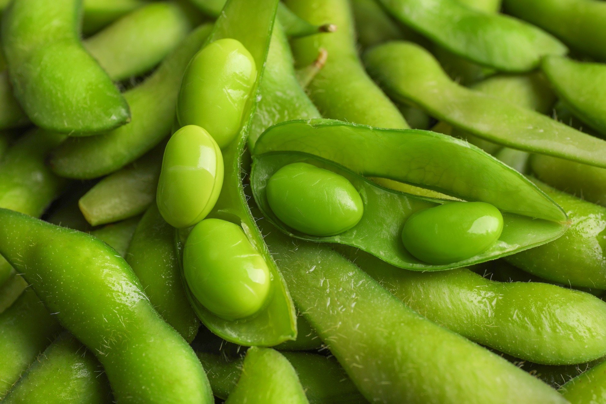 Edamame Seeds