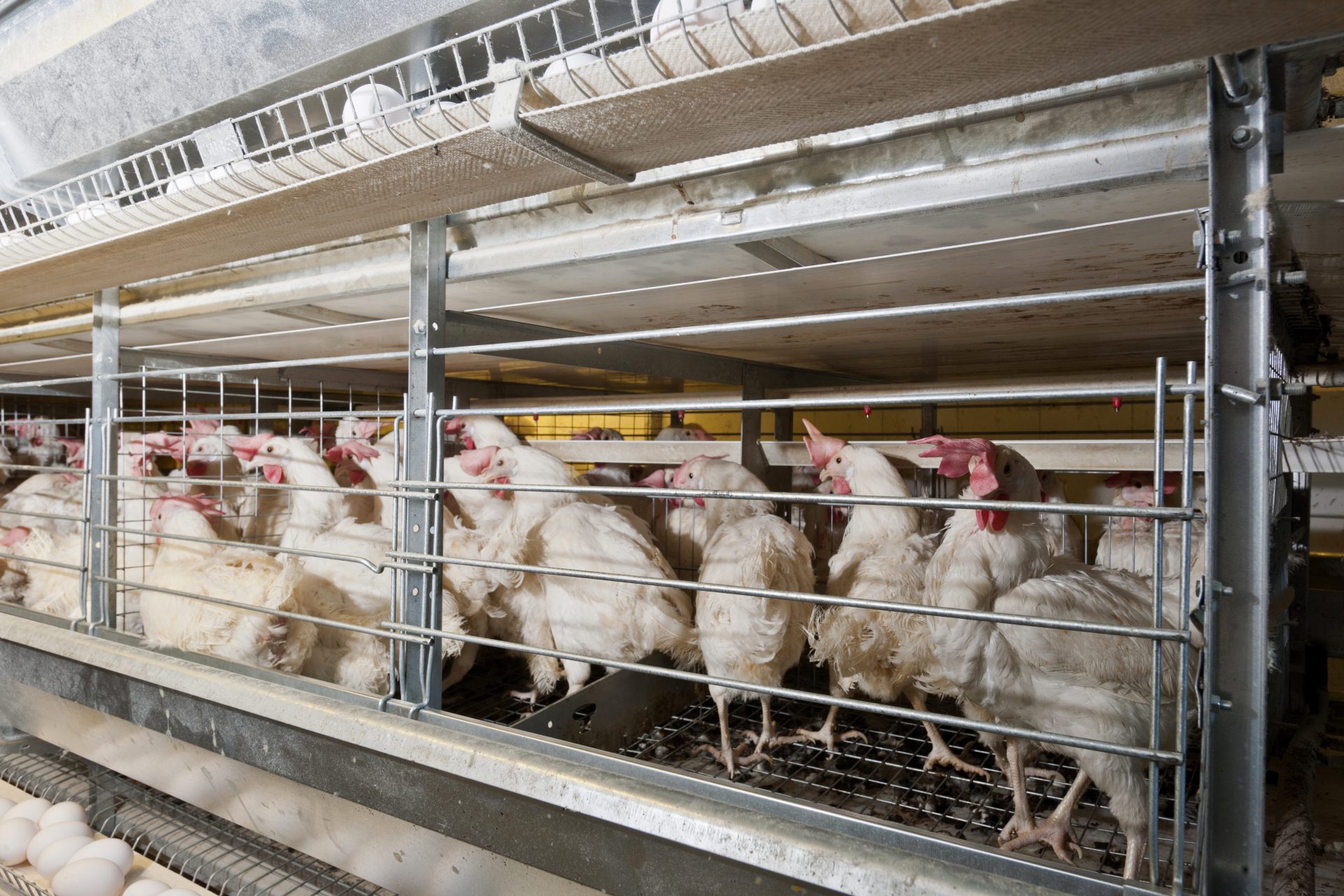 Amid Bird Flu Outbreak, Meat Producers Seek “Ventilation Shutdown” to  Mass-Suffocate Chickens