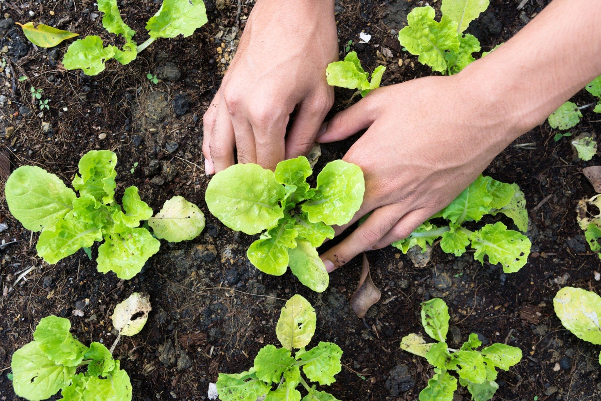 popular-vegetable-found-growing-in-minnesota-ditches