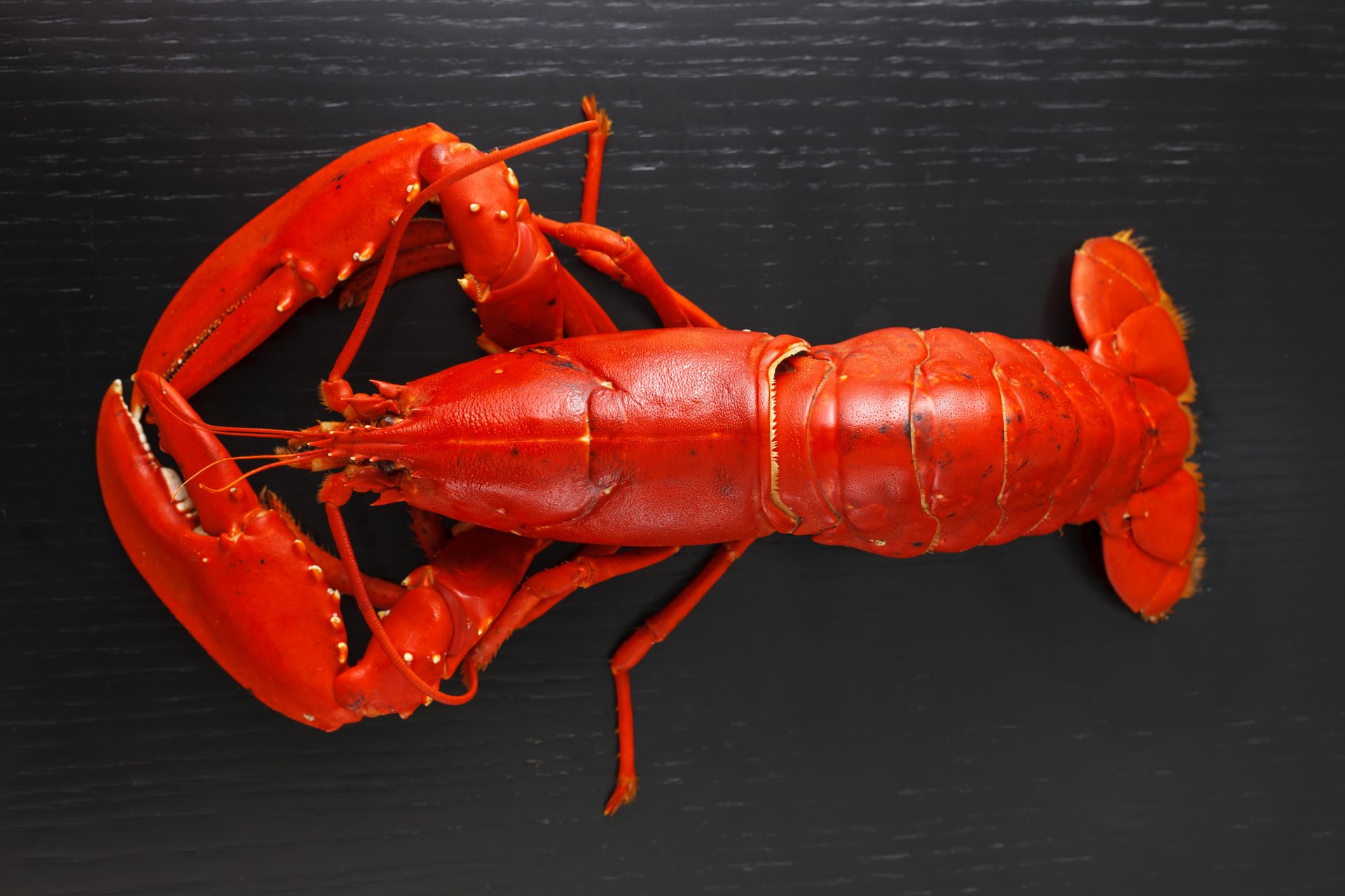 Lobster Facts Top 15 Facts About Lobsters Facts Net L