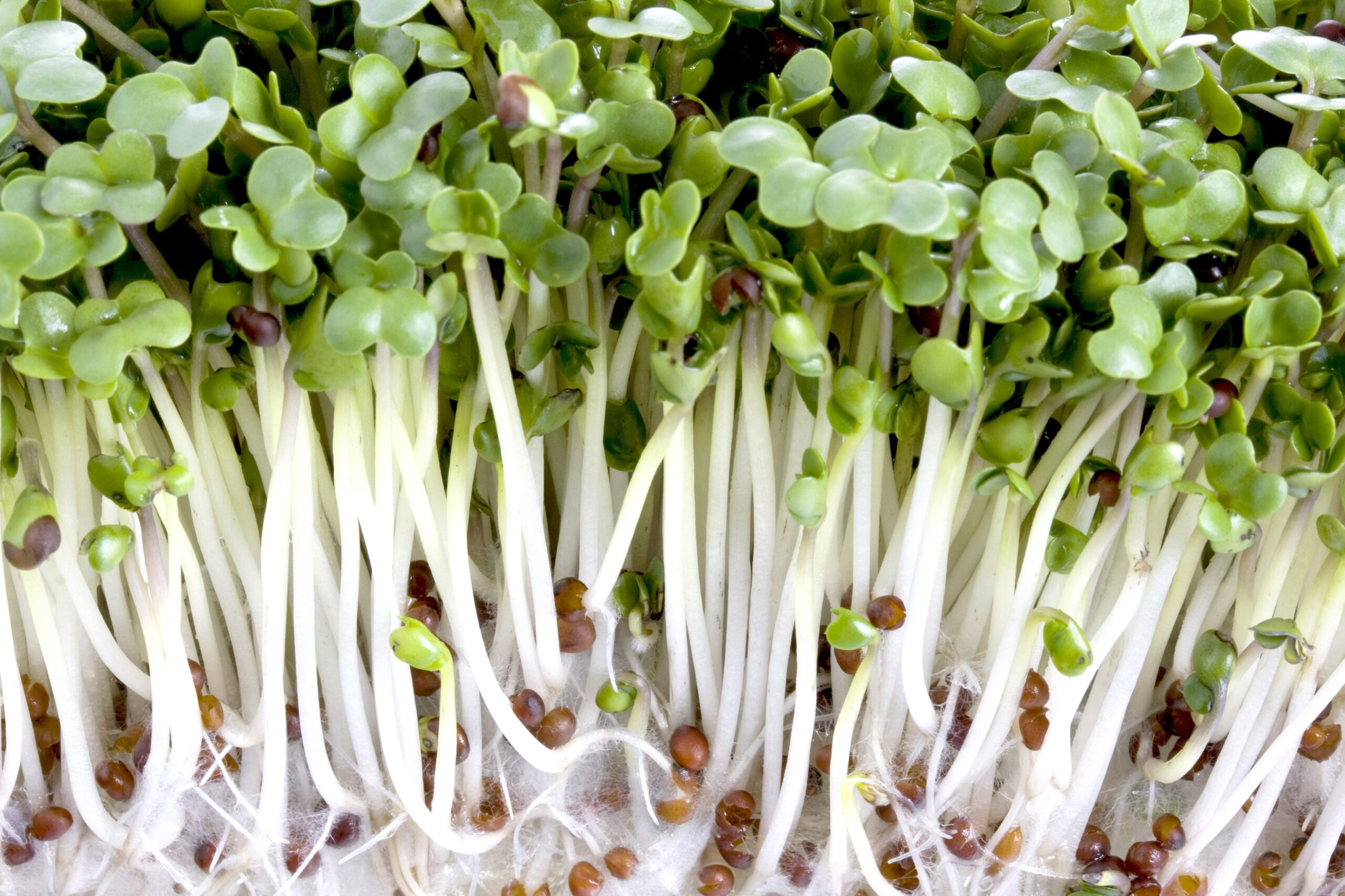 Is Sprouts Good For Weight Gain