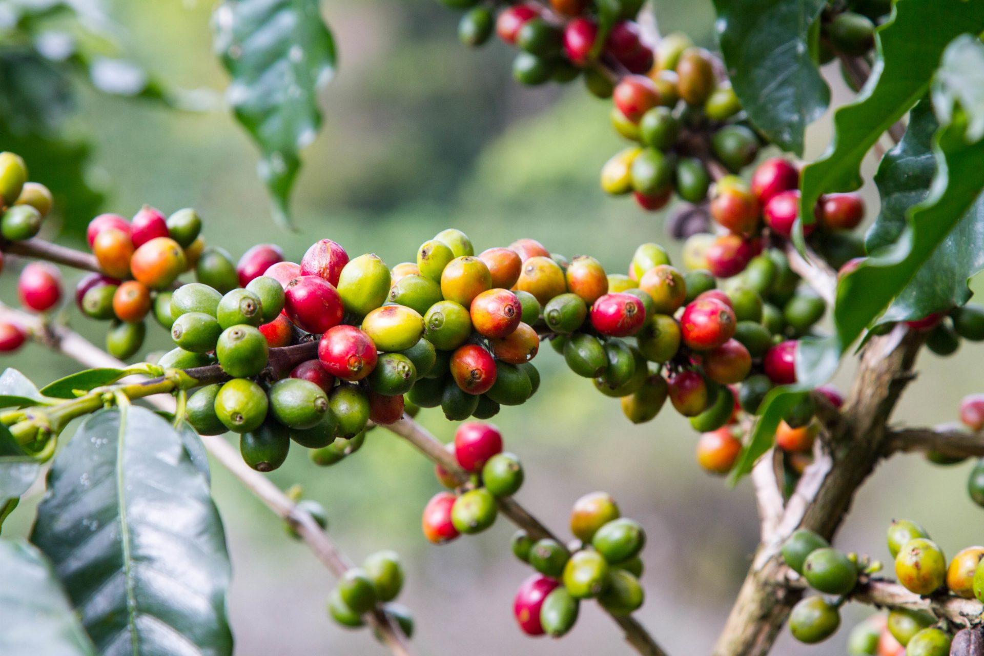 Is Coffee a Fruit or a Vegetable? [The Definitive Answer] – Taylor
