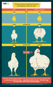 Infographic: Factory Farms and the Growth of Chickens: Then and Now