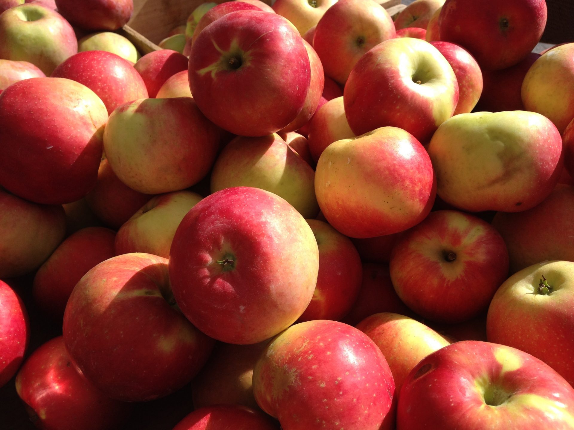 Organic Apples & Our Environment - Washington Apples