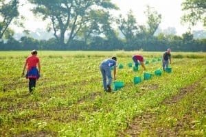 Sustainable Agriculture and Farmers