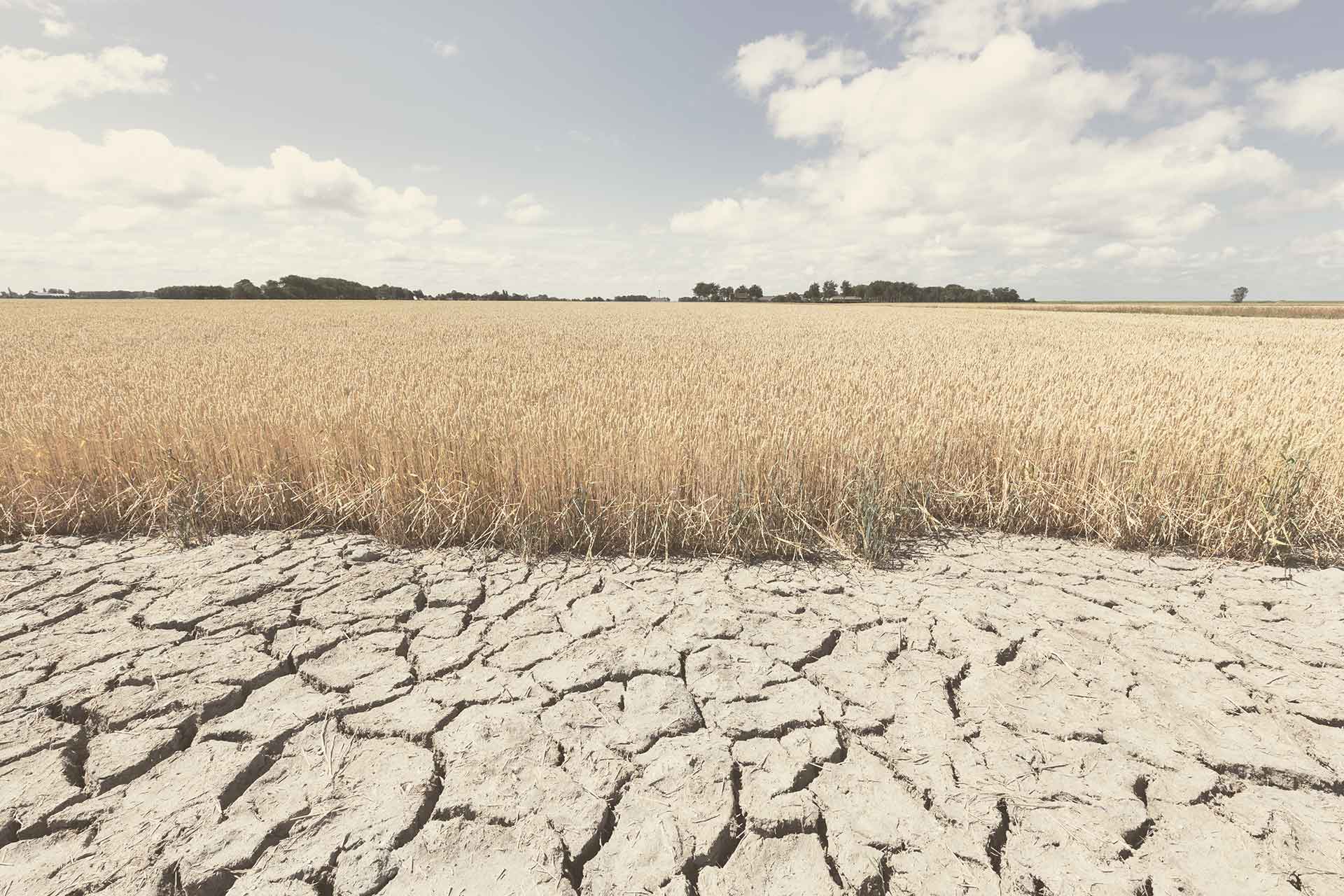 dry soil in a field