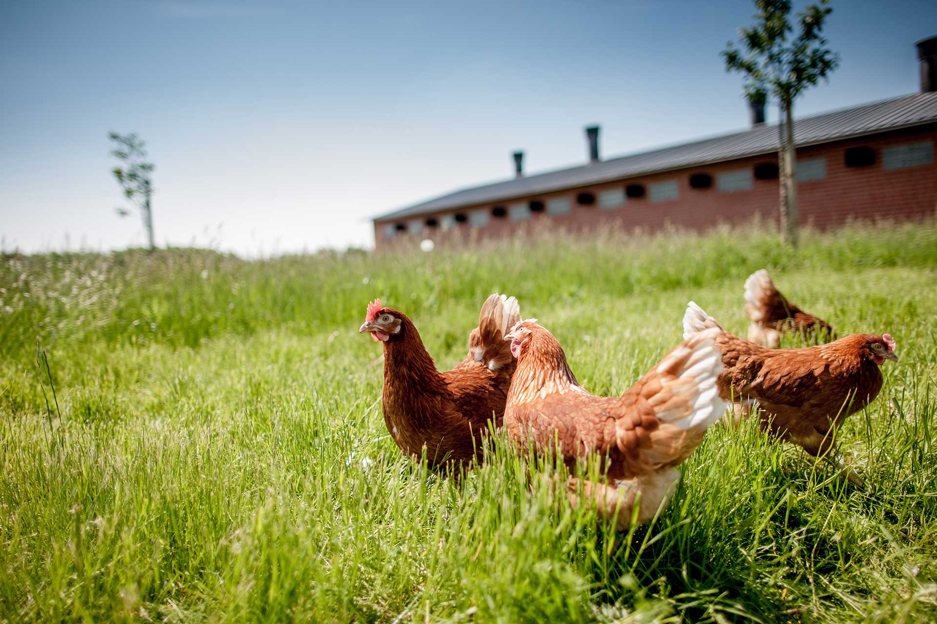 chickens on pasture and farm animal welfare