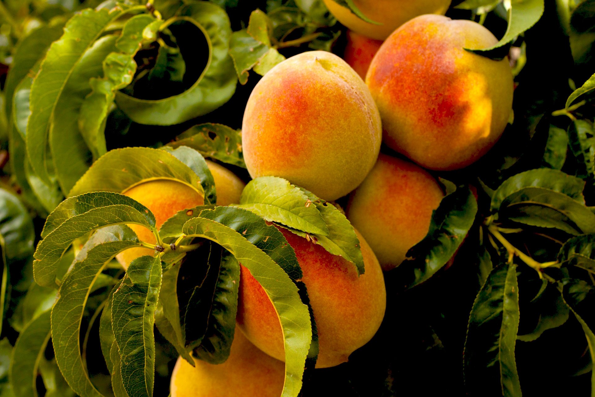 Fresh peaches on a tree