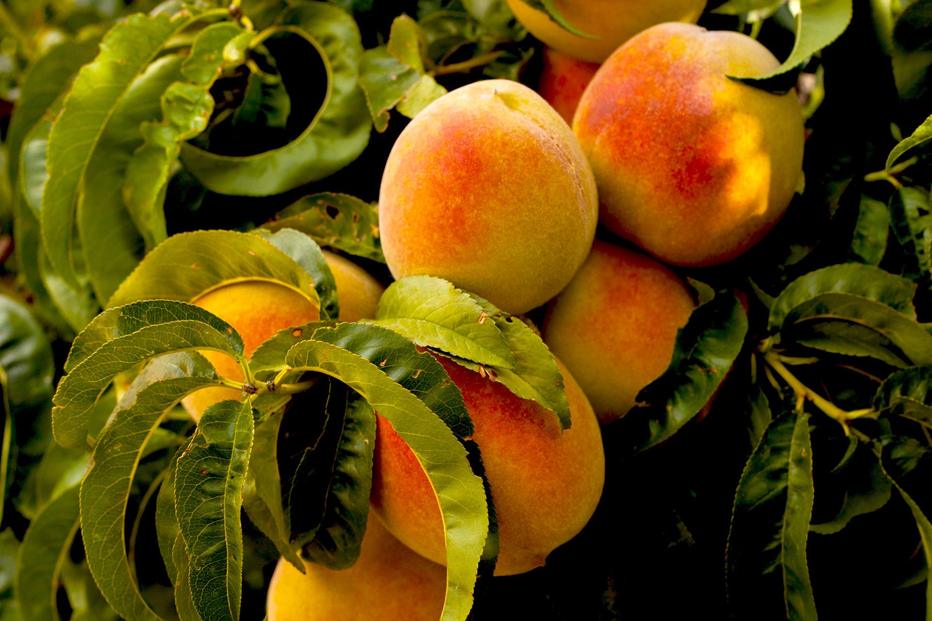 Why You Should Eat Georgia Peaches