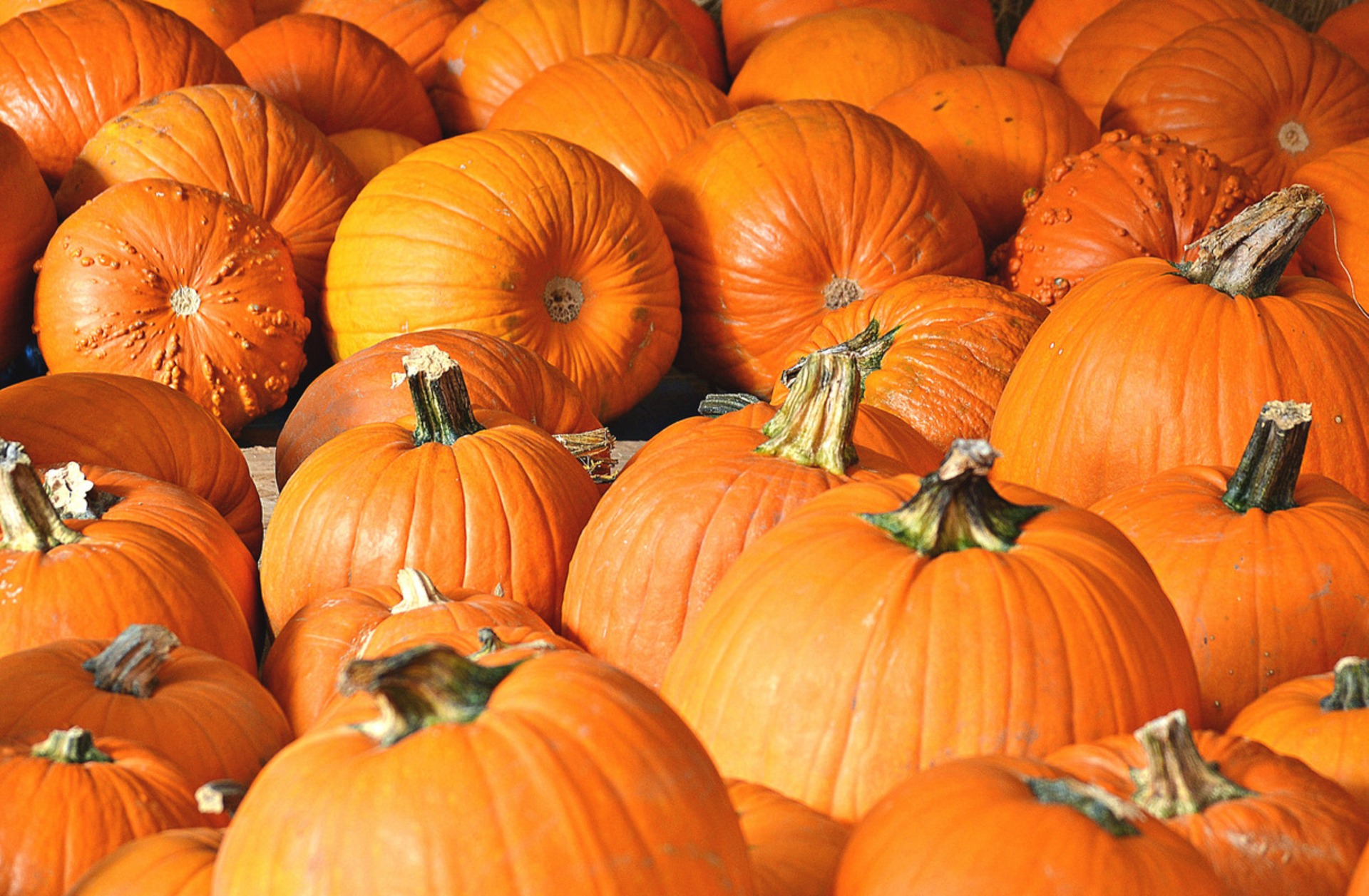 pumpkins-real-food-encyclopedia-foodprint