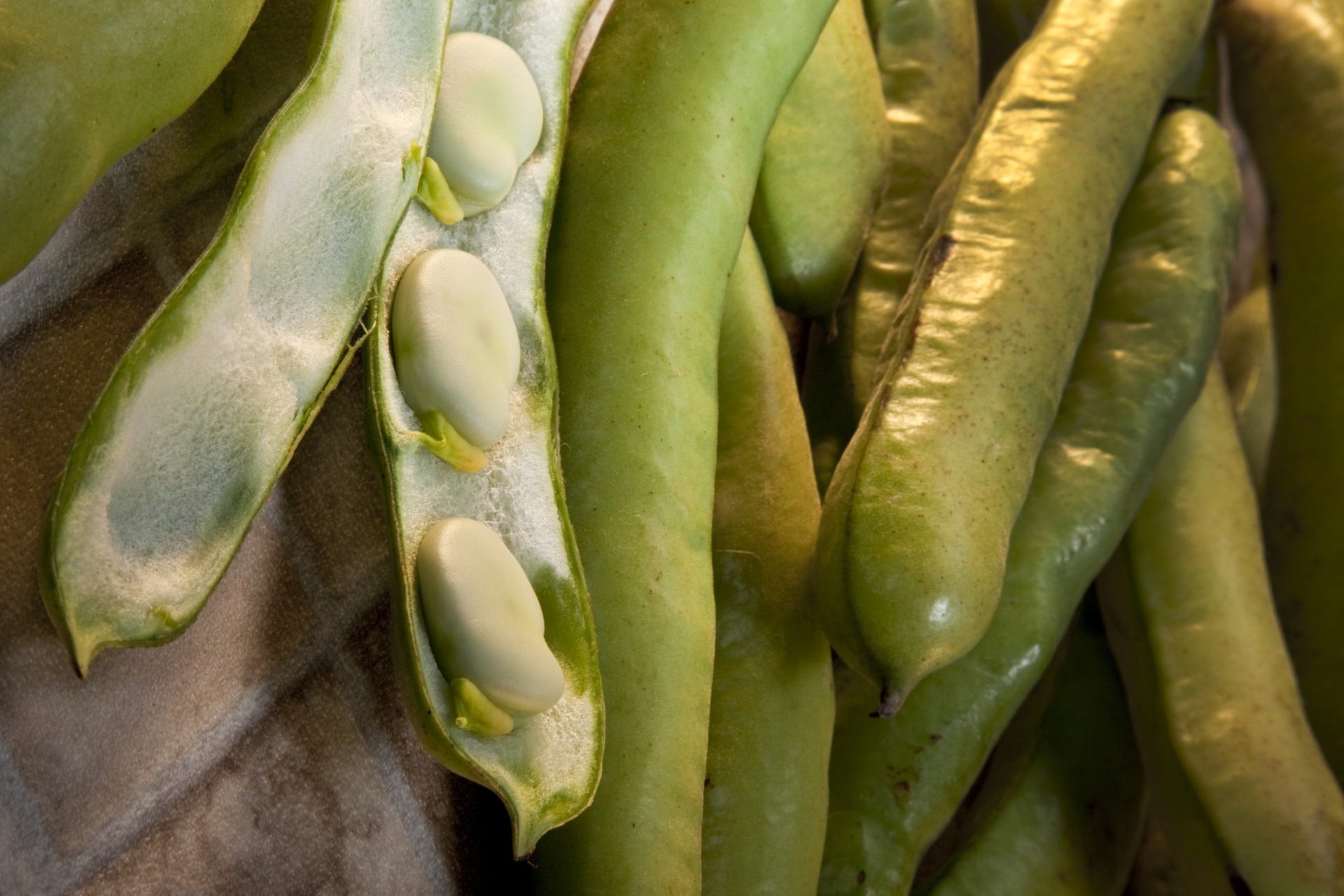 Real Food Encyclopedia Fava Beans FoodPrint