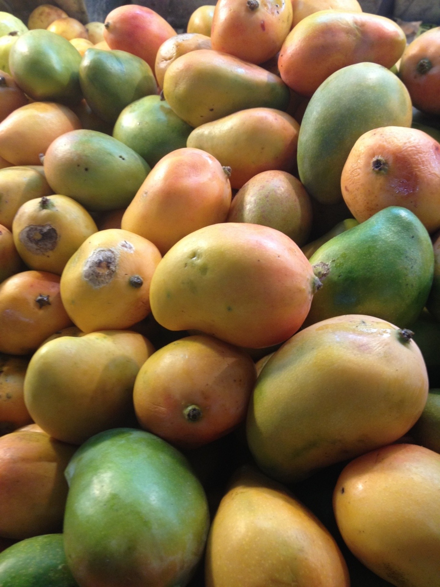 real-food-encyclopedia-mangoes-foodprint