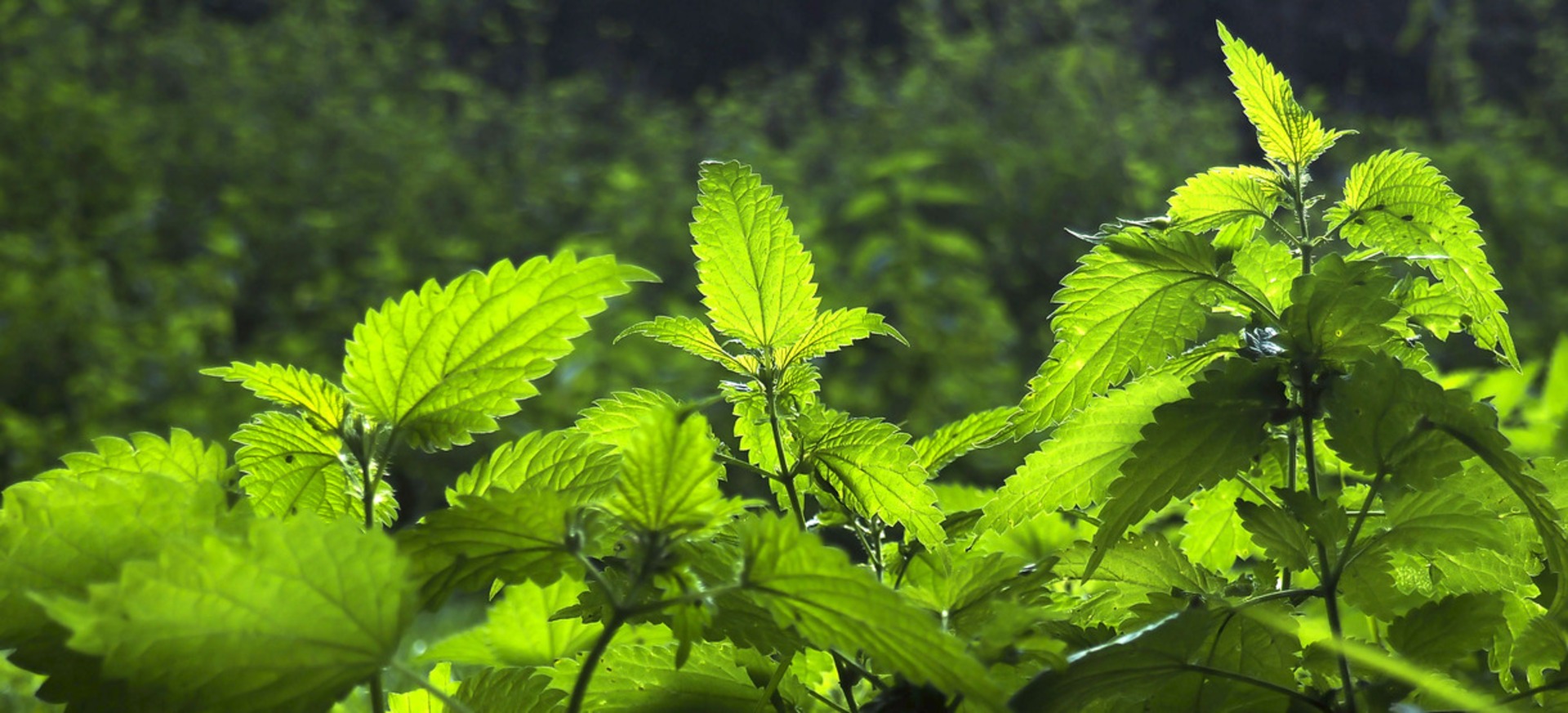 nettle-definition-of-nettle