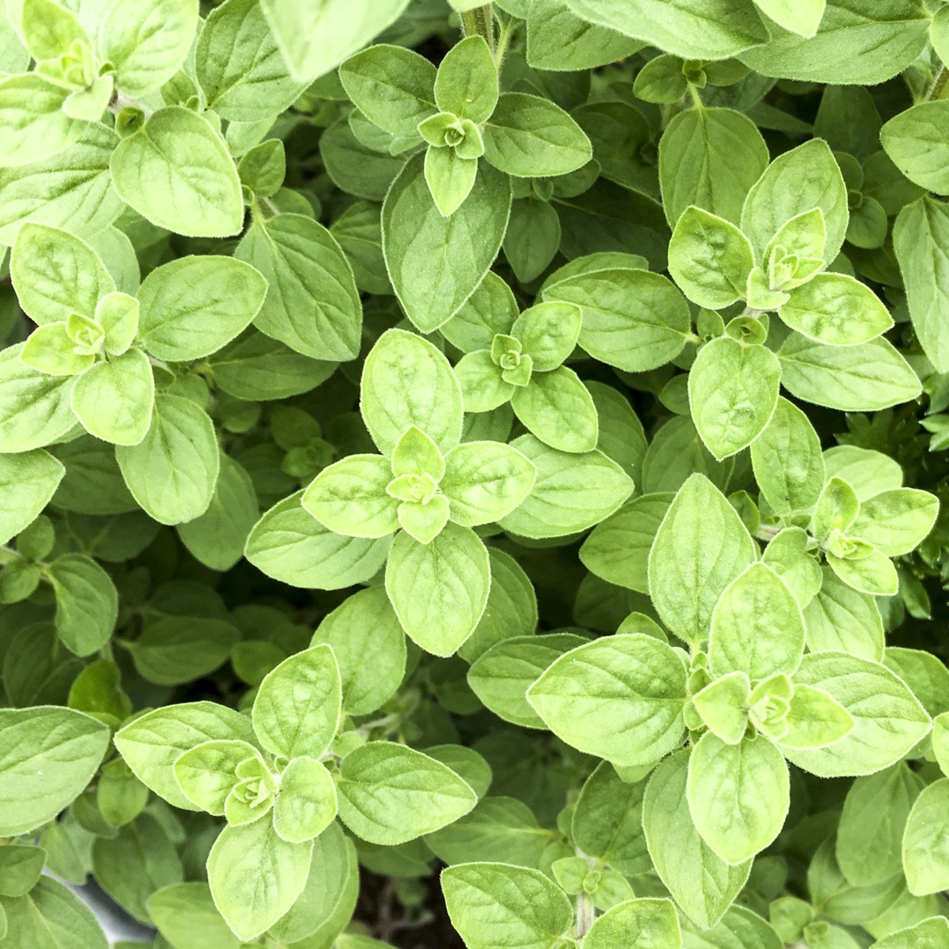 real-food-encyclopedia-oregano-and-marjoram-foodprint