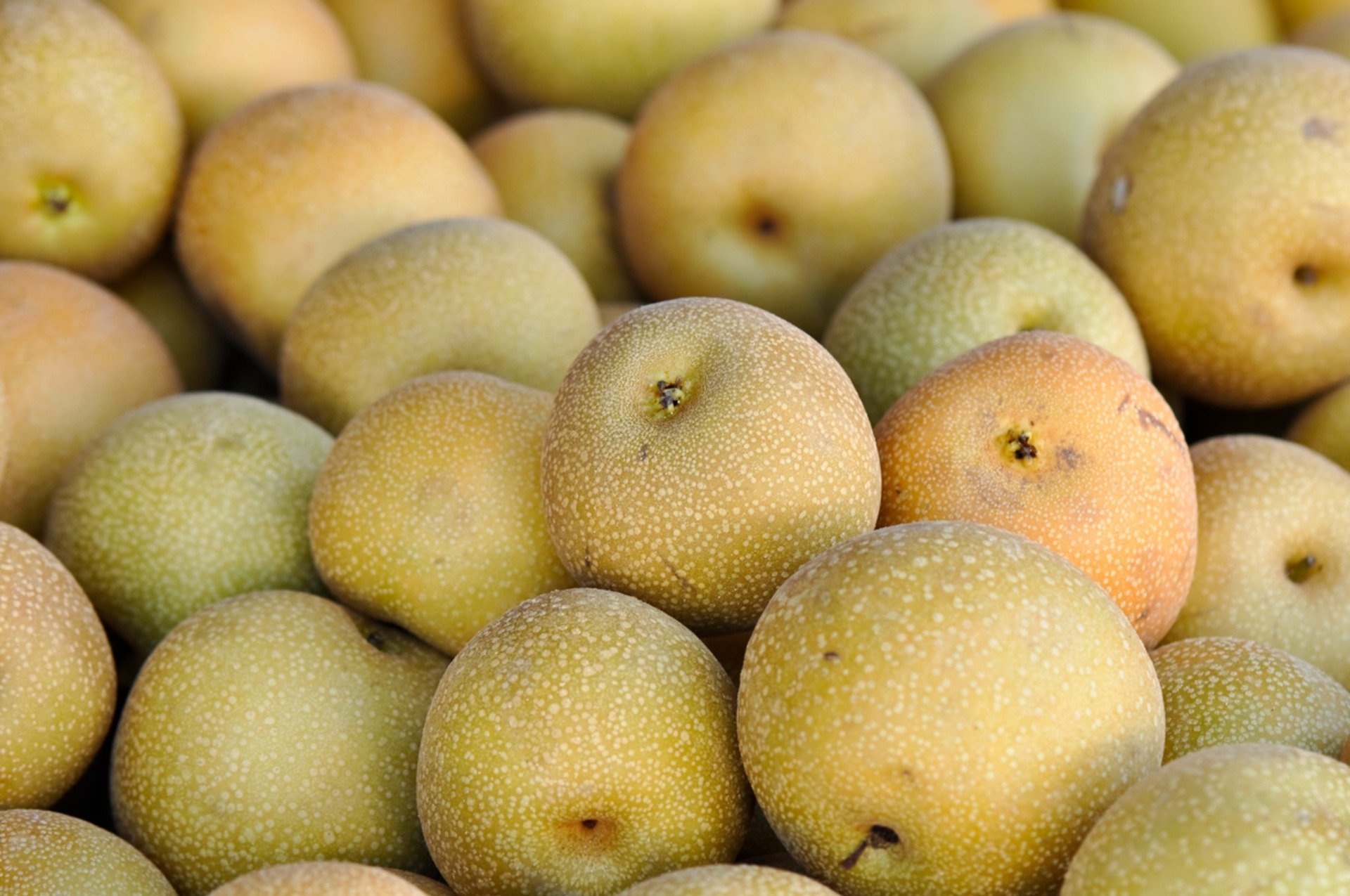 types of asian pears