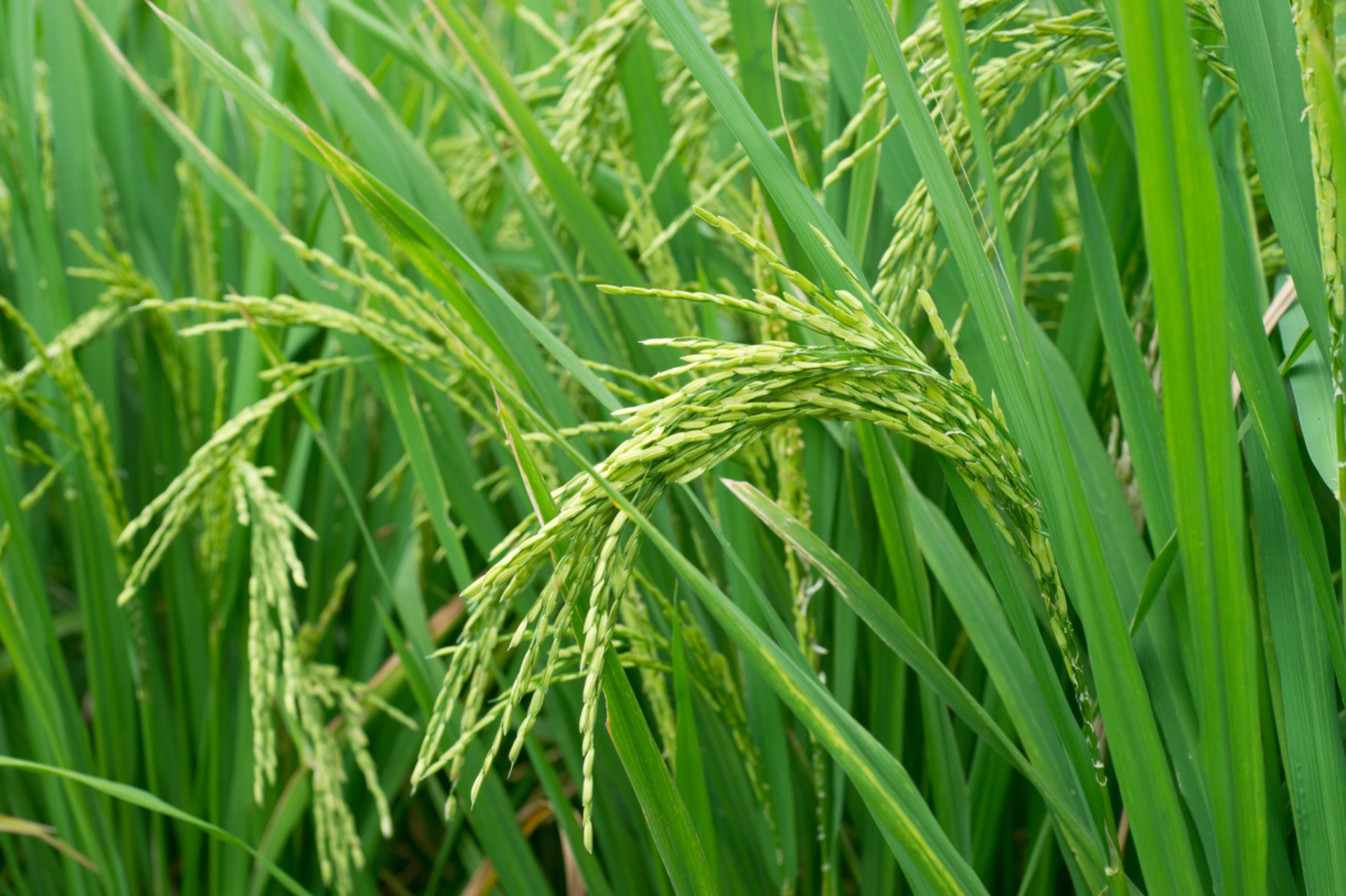 Rice Growing