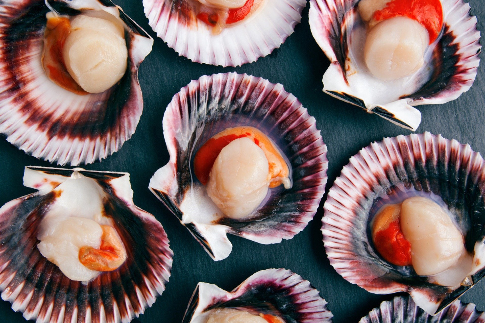 Various Scallops In Shell