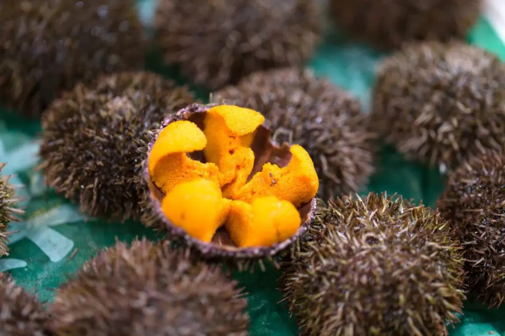 Sea Urchin or Uni