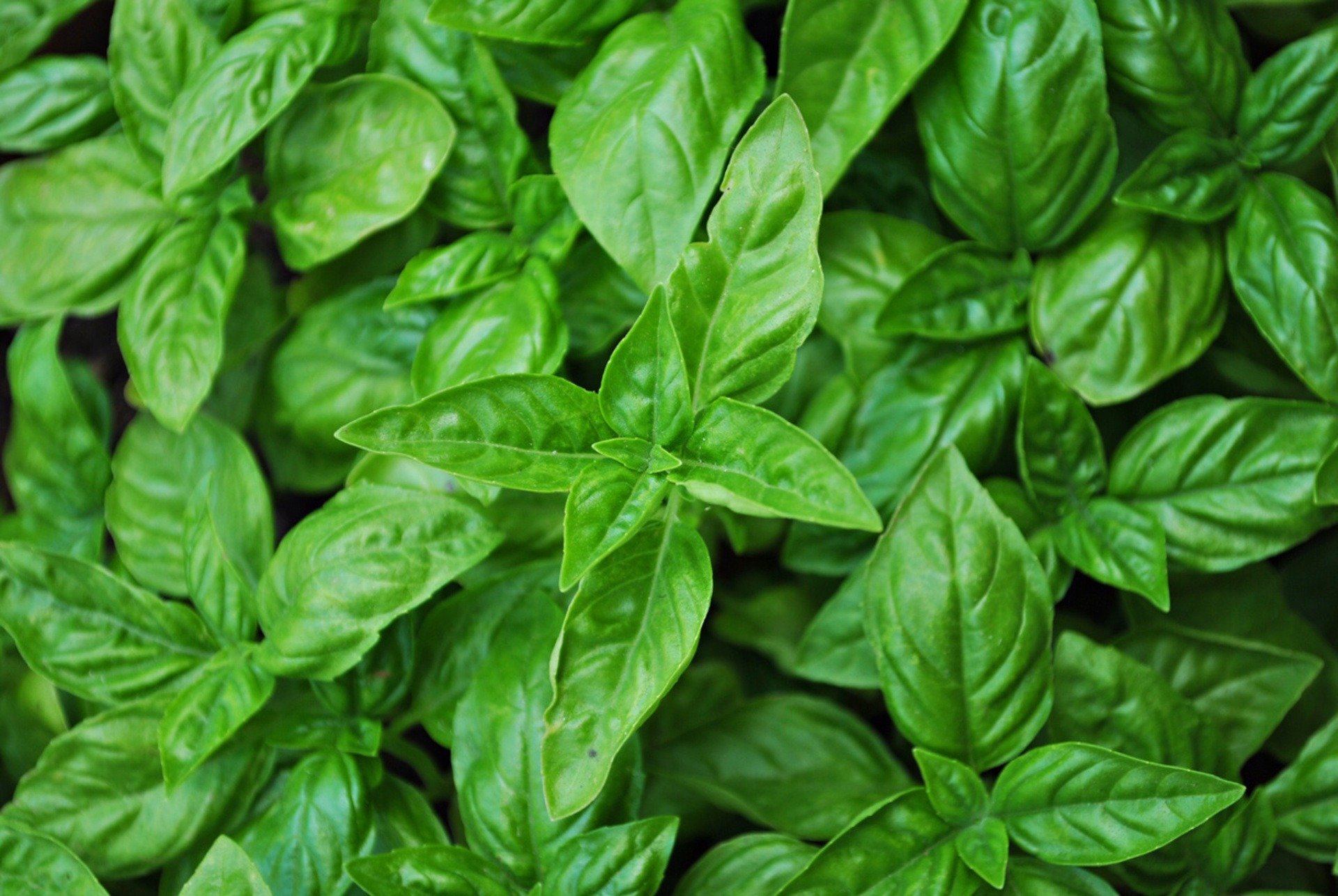 Real Food Encyclopedia Basil FoodPrint