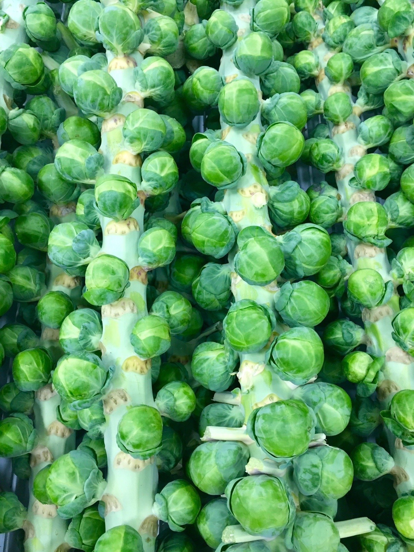 brussel-sprouts-name-origin-taka-vegetable