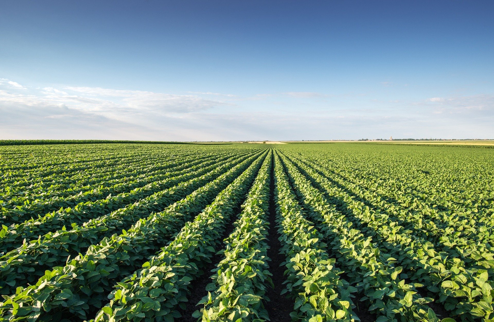 sustainable agriculture vs. industrial agriculture - foodprint