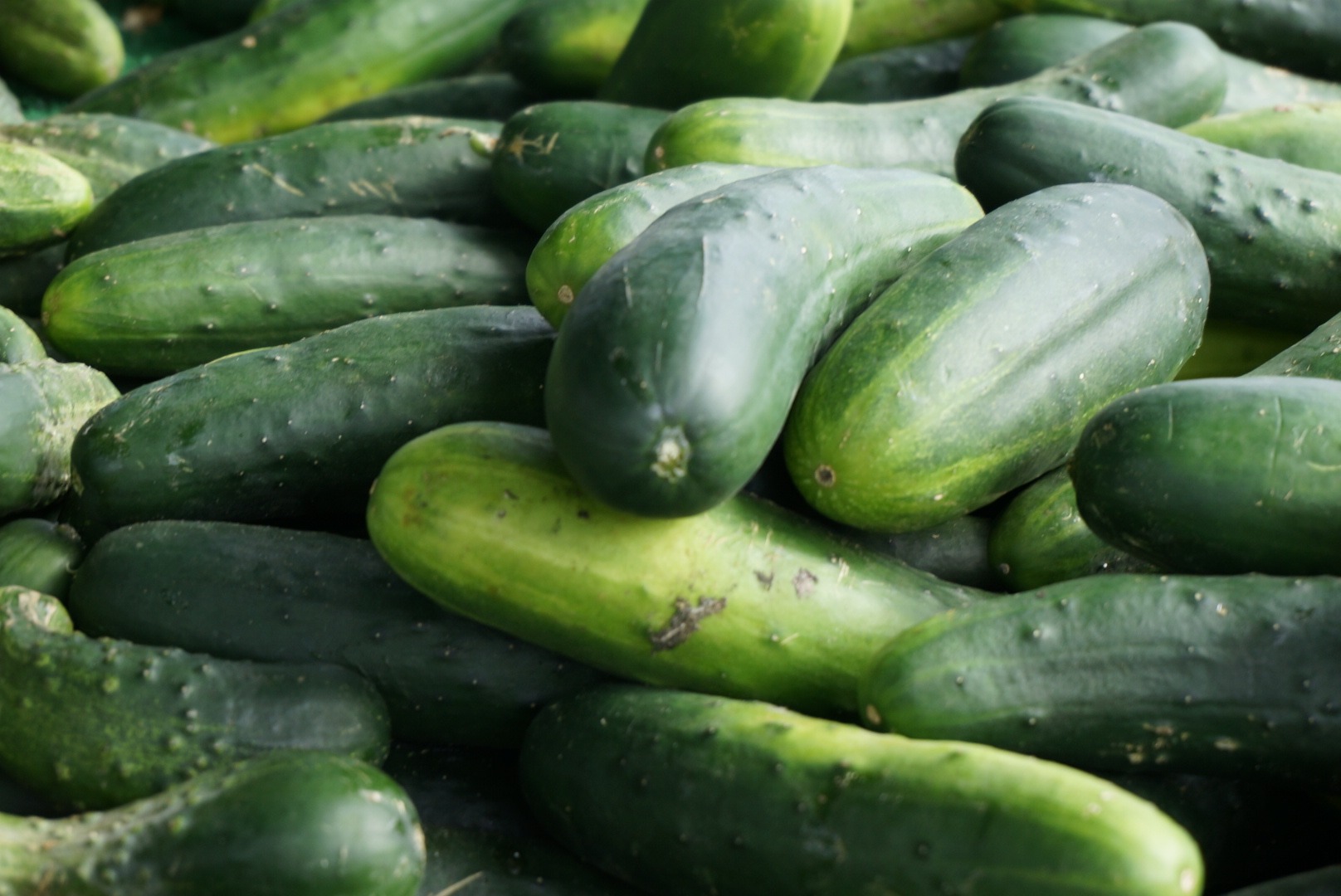 Why Are Cucumbers Waxy and Is the Wax Safe To Eat?