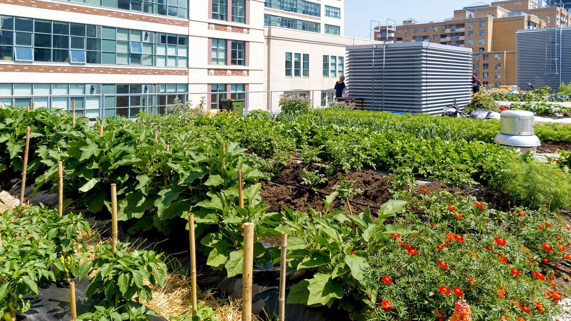 garden growing on an urban roof