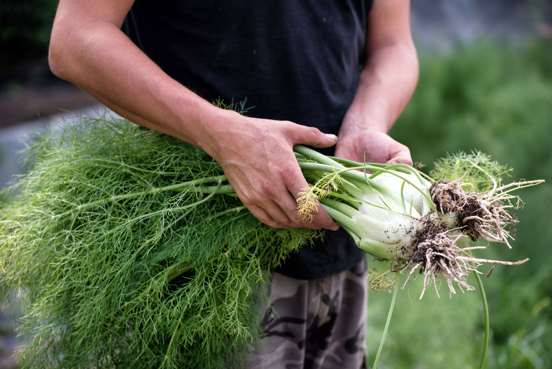 Farmer holding a bunch of freshly harvested fennel
