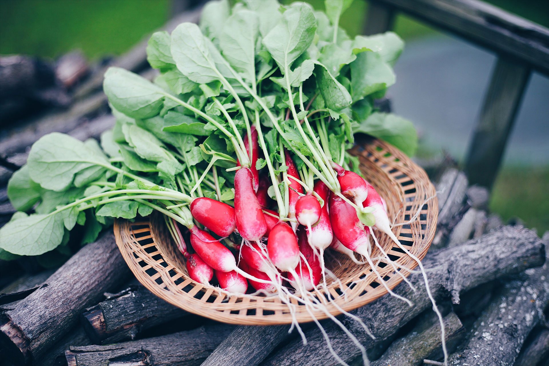 Radishes and radish greens in basket