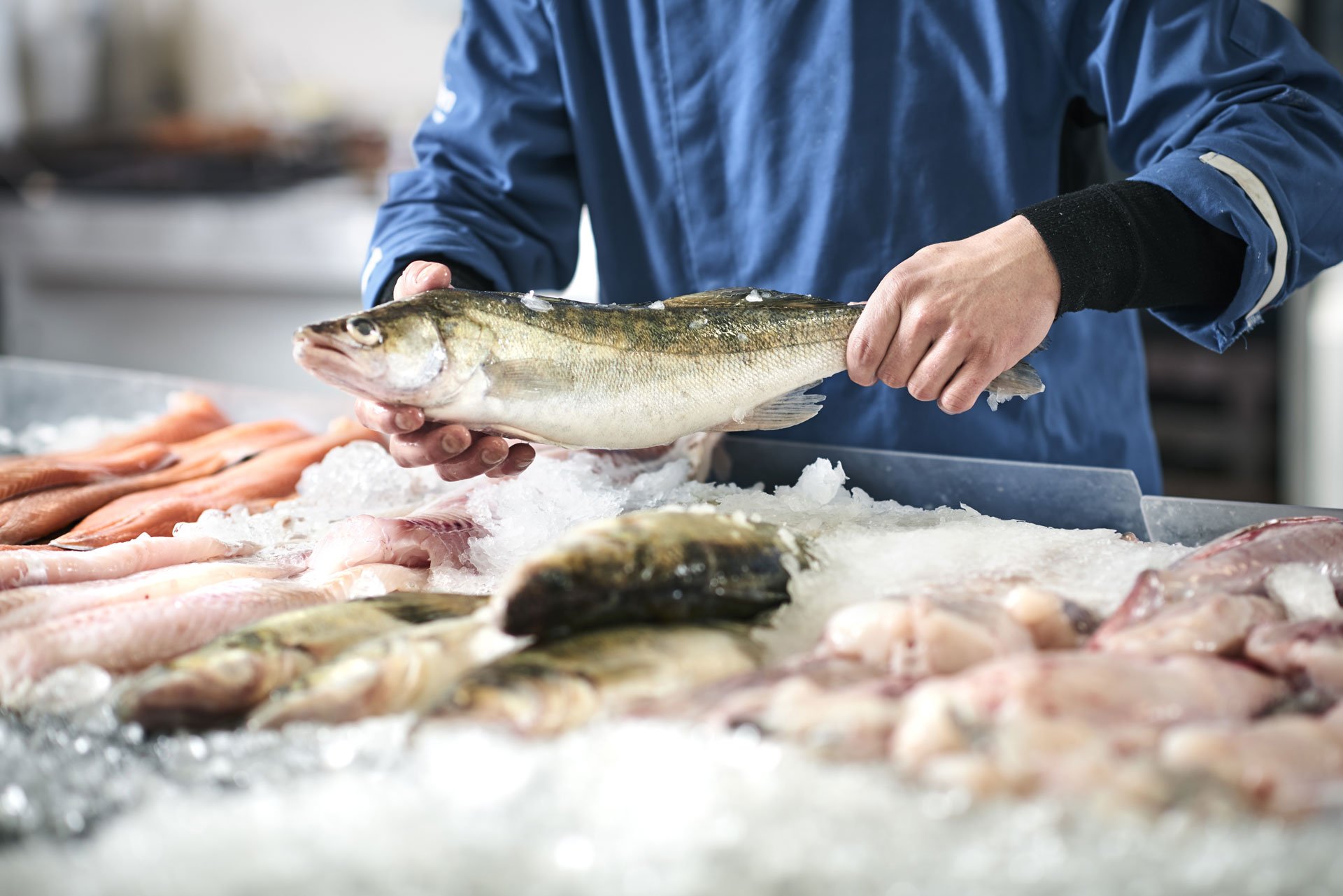 Fresh fish in a fish shop